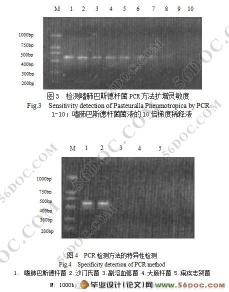 ȷΰ˹¸˾16S rDNA-PCRⷽĽӦ