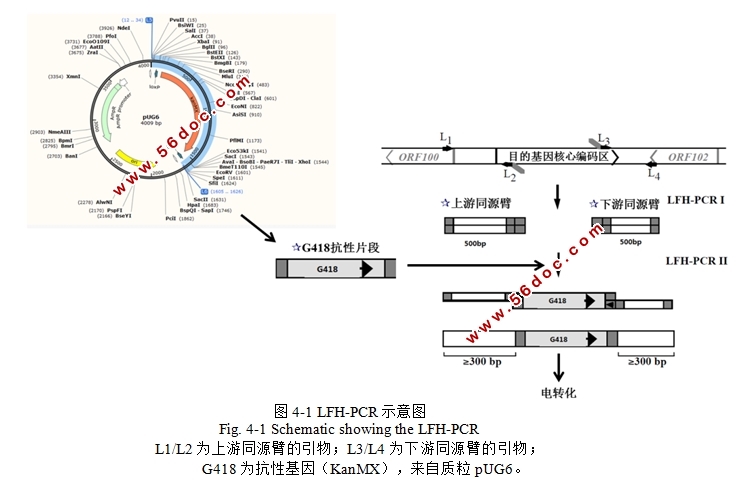 酿酒酵母糖代谢相关基因对成膜影响
